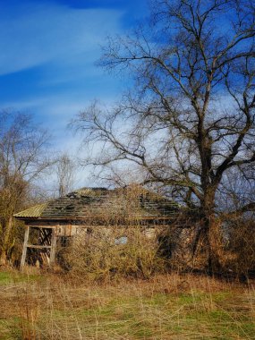 Ağaçlarla çevrili metal çatılı ahşap bir kulübe..