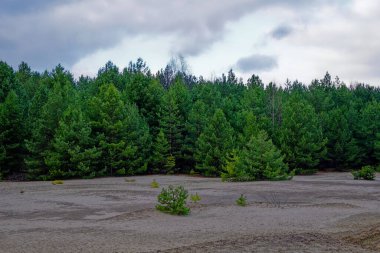 Bulutlu bir gökyüzünün altında çorak ve kumlu bir toprağın arkasında sık bir çam ağacı ormanı..