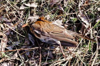Bir kuş yerde, kuru yaprakların ve otların arasında uzanıyor..