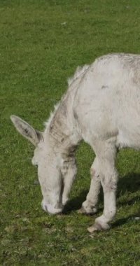 Yeşil bir tarlada başı eğik otlayan bir eşek. Albino. Ağır çekim. Dikey video.