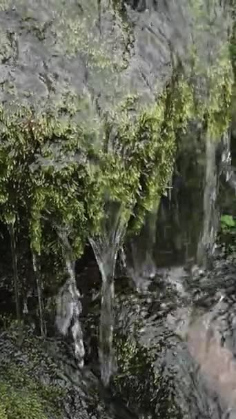 Ein Sanfter Wasserfall Fließt Über Felsen Einer Grünen Umgebung Vertikales — Stockvideo