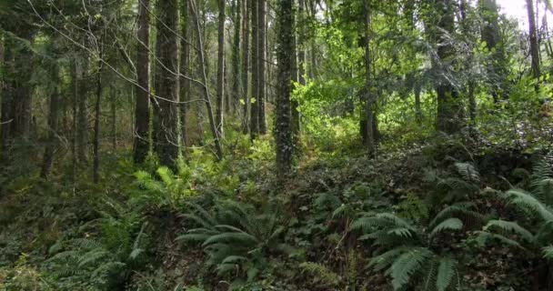 Denso Bosque Con Árboles Altos Helechos Verdes Que Cubren Suelo — Vídeos de Stock