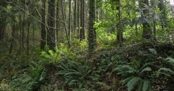Video Çeşitli Yeşilliklerle Dolu Gür Bir Ormanlık Alanı Gösteriyor Castlefreke — Stok video