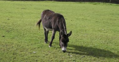 Güneşli bir günde tarlada otlayan bir eşek. Yavaş çekim.
