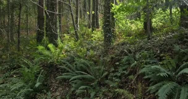 Nce Gövdeli Yeşil Eğreltiotlarıyla Çevrili Uzun Ağaçlar Castlefreke West Cork — Stok video
