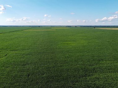 Güneşli bir yaz gününde büyük bir mısır tarlası, hava manzarası. Mavi gökyüzü yeşil çiftlik arazisi, manzara.