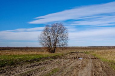 Tarlada tek başına duran bir ağaç. Önünde uzanan toprak bir yol..