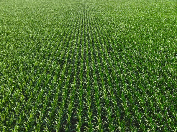 Extensive corn fields, top view. Green farm fields, landscape.