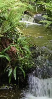 Kayaların ve yosunların üzerinden akan bir subtropikal şelale. Ağır çekim. Dikey video. pano