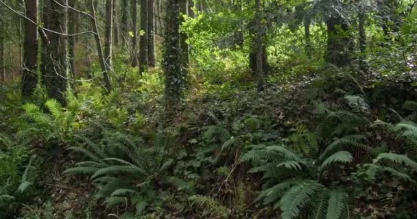 Uma Cena Florestal Densa Árvores Vegetação Rasteira Parece Indomável Castlefreke — Vídeo de Stock