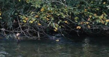 Green and yellow leaves adorn a tree hanging over a clear stream. zoom in