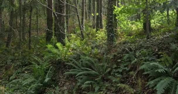 Green Ferns Dominate Foreground Tall Slender Trees Stand Castlefreke Perfect — Video