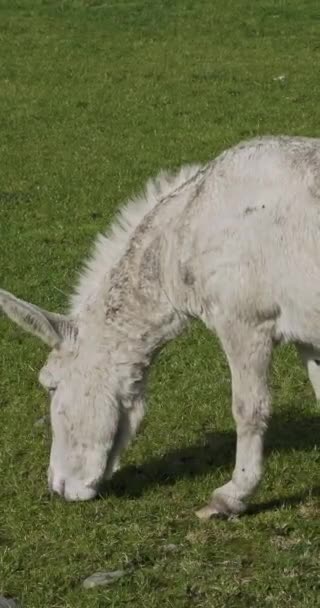 Ein Esel Steht Mit Gesenktem Kopf Auf Einem Feld Und — Stockvideo