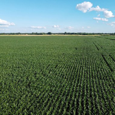 Güneşli bir yaz gününde büyük bir mısır tarlası, hava manzarası. Mavi gökyüzü yeşil çiftlik arazisi, manzara.