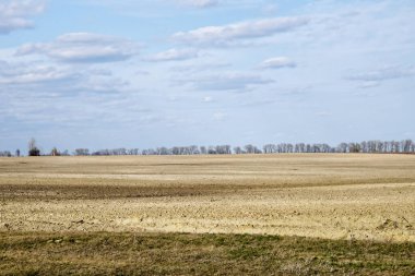 Arka planda orman olan bir tarlanın ve dağınık bulutlu mavi bir gökyüzünün fotoğrafı..