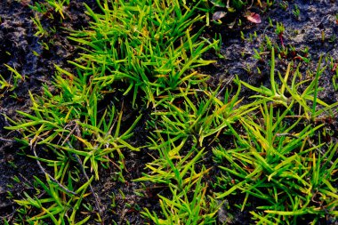 Parlak yeşil çimenler kara toprakla çelişiyor..