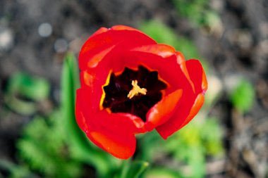 Koyu renk merkezli parlak kırmızı bir lale yeşil ve kahverengi bir arka planda çiçek açar..