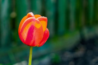 Tek bir lale sessiz bir arkaplanda duruyor..