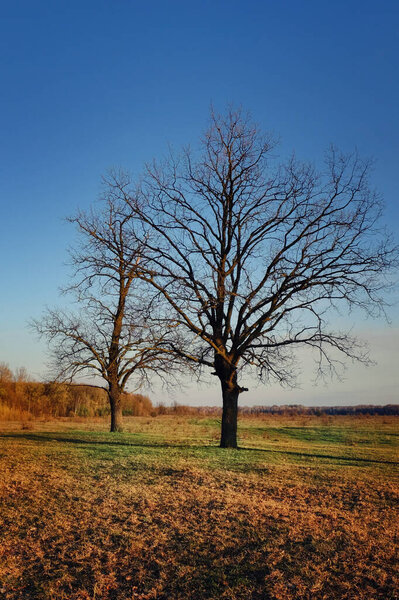 A sunlit field with two prominent, leafless trees and distant woods under a clear sky.