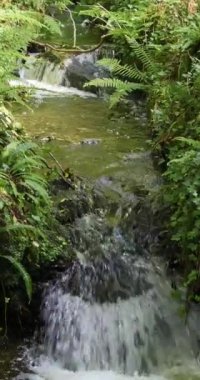 Çerçevenin ortasında yapraklarla çevrili bir şelale. Dikey video.