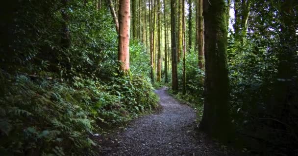 Gravel Path Winds Dense Green Forest — Stock Video