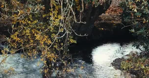 Stream Flows Surrounded Trees Yellow Leaves — Stock Video