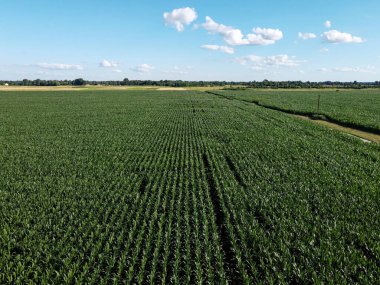Güneşli bir yaz gününde büyük bir mısır tarlası, hava manzarası. Mavi gökyüzü yeşil çiftlik arazisi, manzara.