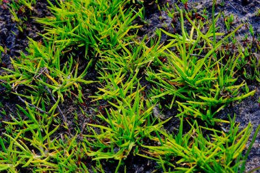 Yerden yeni çimenler çıkıyor..