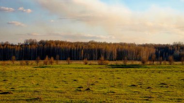 Yoğun bir ormanlık alana giden geniş çimenli bir alan..