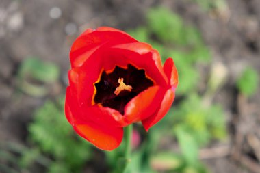 Resim, taç yaprakları açık tek bir kırmızı lale gösteriyor. Siyah ve sarı bir merkezi gösteriyor..