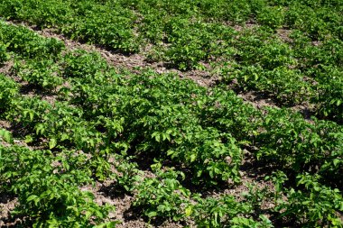 Tarlada yetişen yeşil bitkiler..