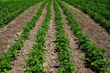 Gelişmekte olan yeşil ekinlerle dolu bir tarla..