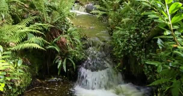 Mały Wodospad Kaskadowy Nad Skałami Zielonym Lesie Powiększenie — Wideo stockowe