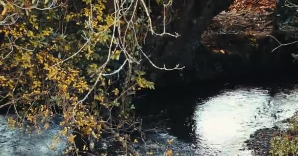 一条平静的小溪 被秋天的树叶环绕着 放大一点 — 图库视频影像