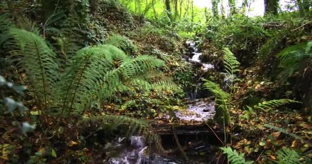 Small Stream Flows Amidst Green Ferns Foliage Dense Forest — Stock Video