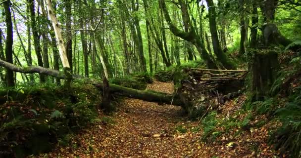 Yeşil Ağaçlar Devrilmiş Kütüklerle Çevrili Düşmüş Yapraklarla Kaplı Bir Orman — Stok video