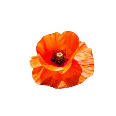 Çiçeğin narin, kırışık yaprakları ve karanlık bir merkezi var..