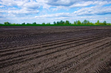 Gök kubbenin altına ekilmek için hazırlanan toprakta sıralar.