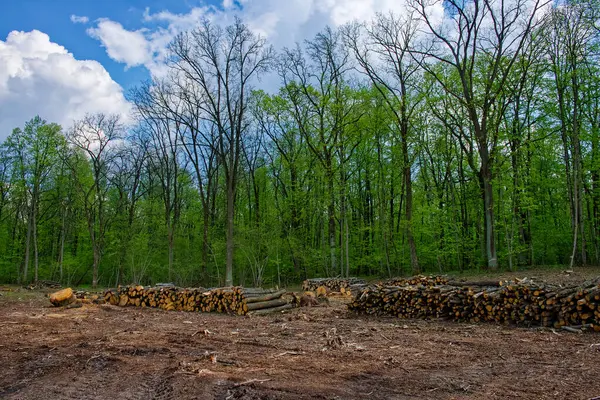 Logs are piled up with a backdrop of dense woods.