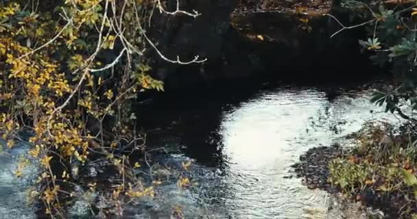 Lumière Soleil Reflète Sur Ruisseau Milieu Des Arbres Panoramique — Video