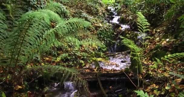 Una Escena Bosque Con Arroyo Rodeado Exuberante Vegetación Rocas Alejar — Vídeos de Stock