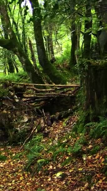 Yoğun Bir Orman Yapraklı Bir Patika Yeşil Yapraklar Patikanın Karşısında — Stok video