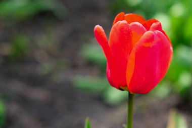 Çiçek açan kırmızı lalenin yakın çekimi..