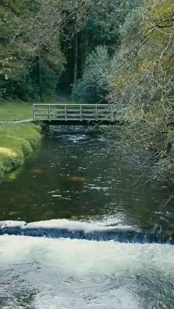 溪流湍急的水流与周围绿地的寂静形成了鲜明对比 Kilbrittain Woods 垂直录像 Pano — 图库视频影像