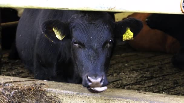 Een Zwarte Koe Met Een Gele Tag Zijn Oor Likkend — Stockvideo