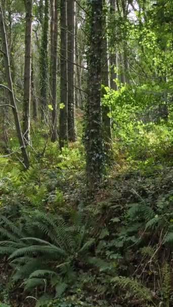 Sol Forêt Est Tapissé Fougères Vertes Luxuriantes Vibrantes Castlefreke Destination — Video