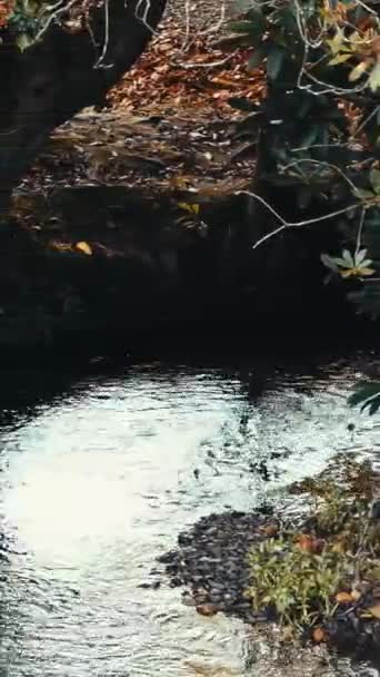 一条小河流过 与秋天的树木相邻 垂直录像 拉皮条 — 图库视频影像