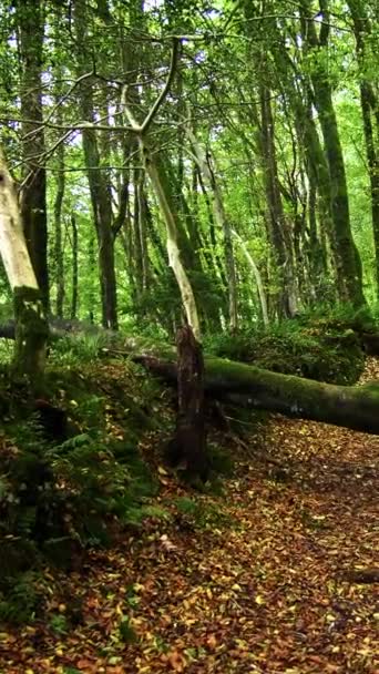 Skogsscen Med Lövströdd Stig Höga Träd Och Blockerad Gångväg Grund — Stockvideo