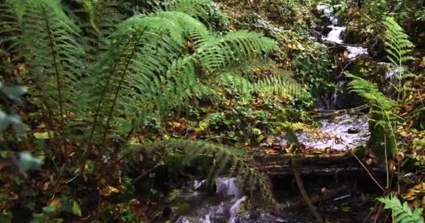 Orman Ortamındaki Yeşil Eğreltiotlarının Arasında Yavaşça Çağlar Ölçekleme — Stok video
