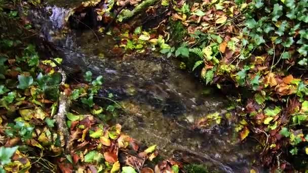 Чистая Вода Течет Среди Зеленых Коричневых Листьев Медленное Движение Pass — стоковое видео